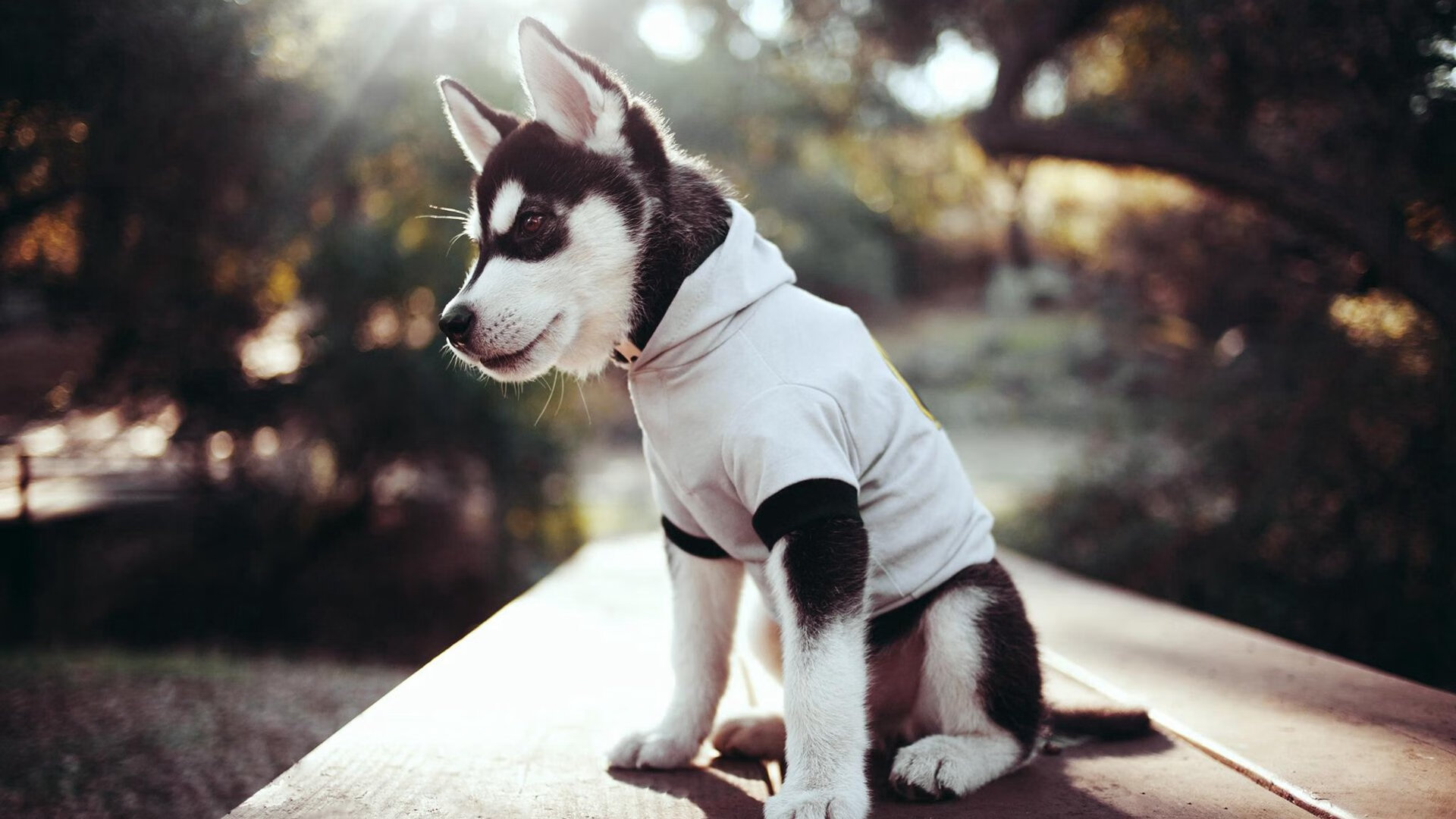 体育APP下载-撕裂乌克兰防线！拉齐奥战术完胜的唯一钥匙，竟是关键先生莱万