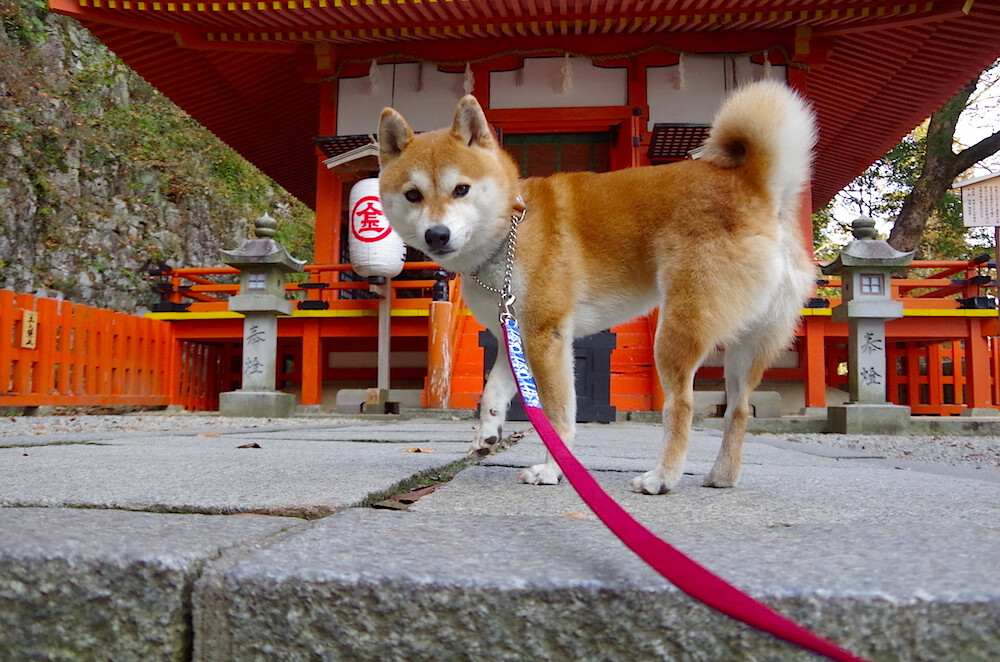 压力之下见真章,托尼爆发助牙买加击败AC米兰